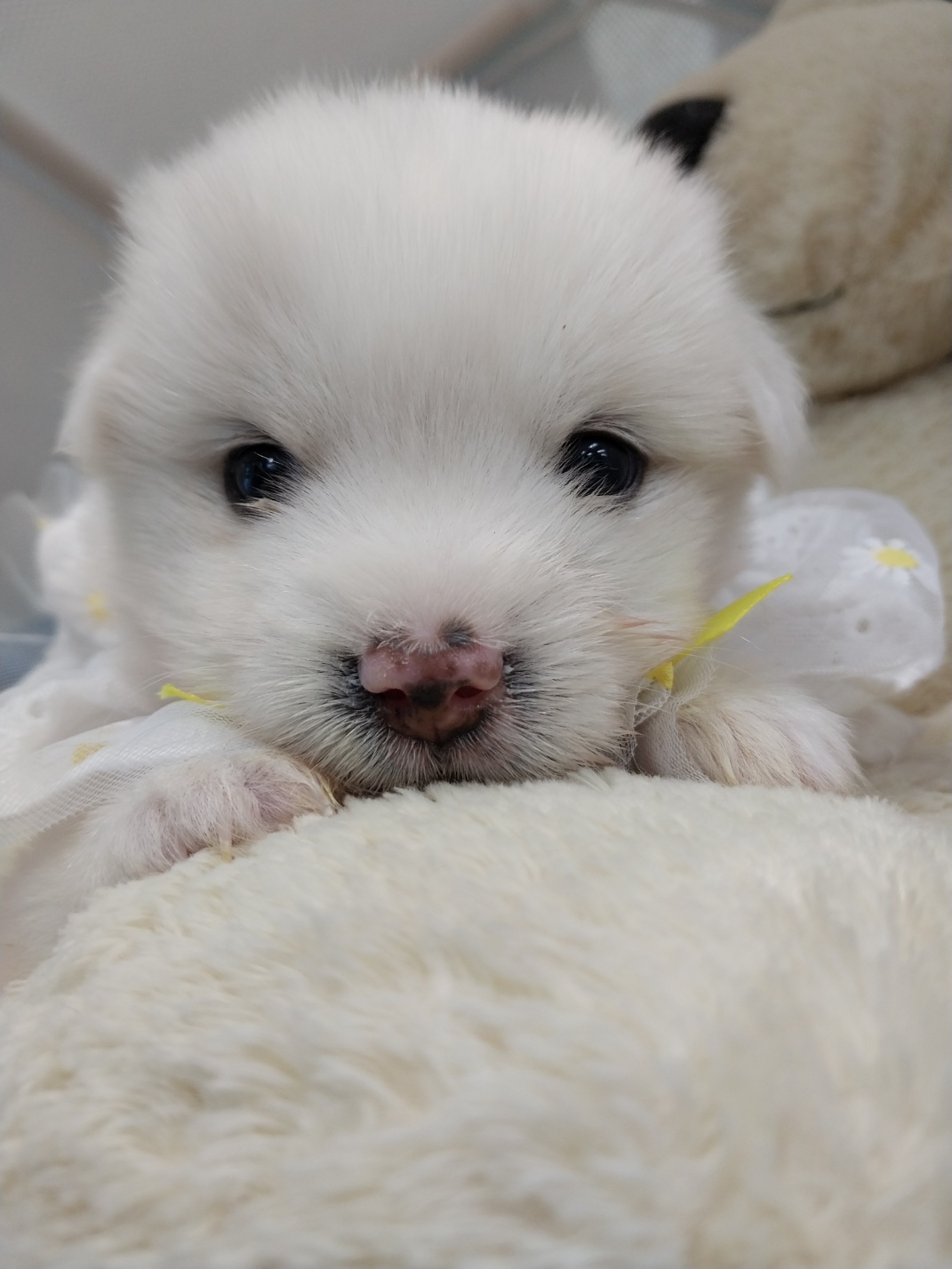 보호중 믹스견의 가…